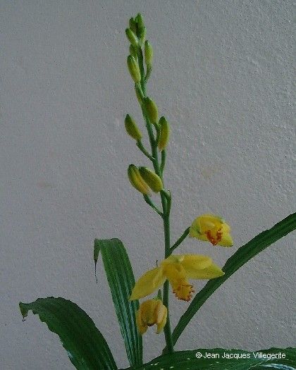 Phaius daenikeri — related species from the same genus