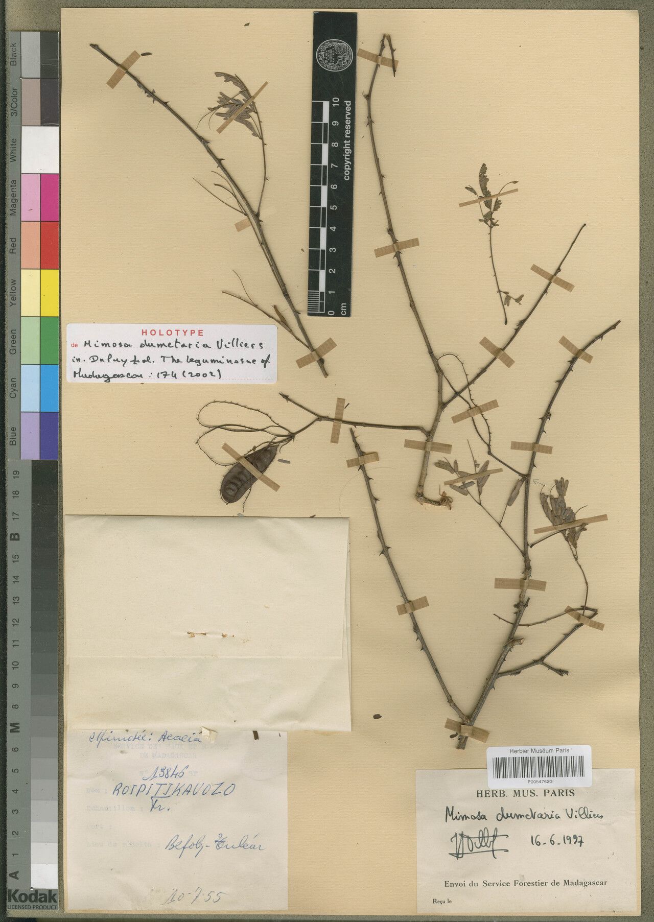 Mimosa dumetaria — search result for 'Mimosa'