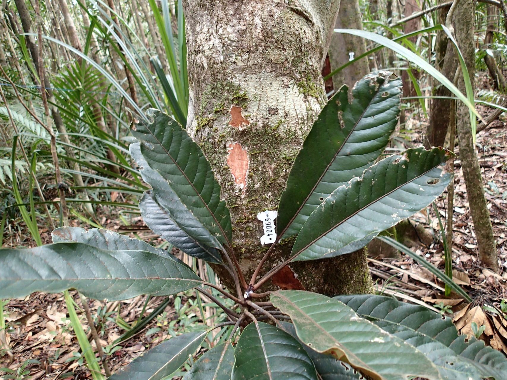 Pycnandra pubiflora leaf