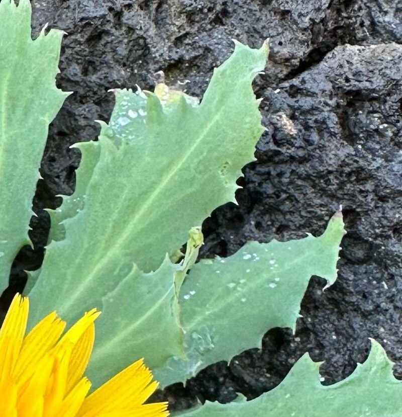 Reichardia famarae leaf