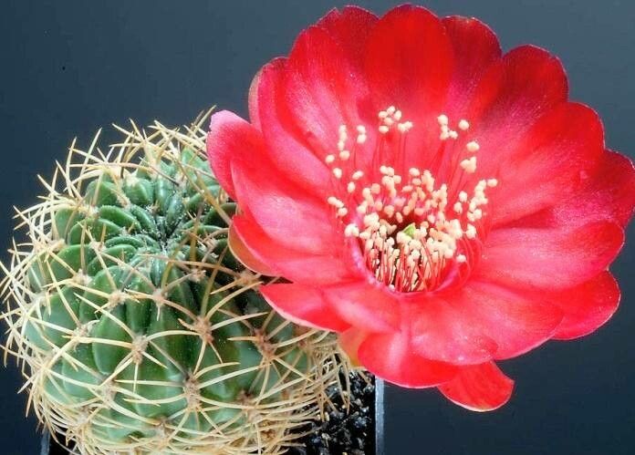 Lobivia cinnabarina flower