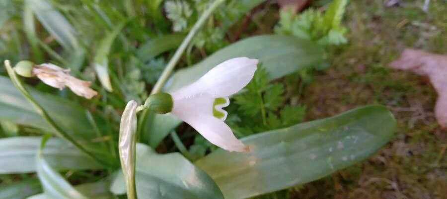Galanthus woronowii flower