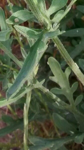 Centaurea collina — houseplant care guide