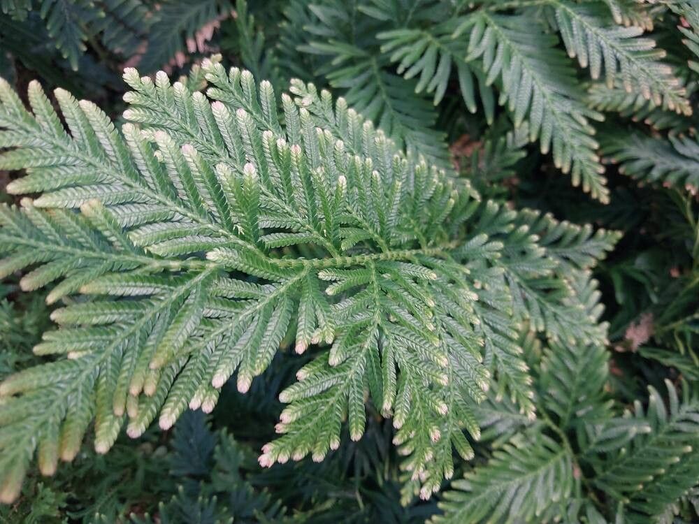 Selaginella velutina leaf
