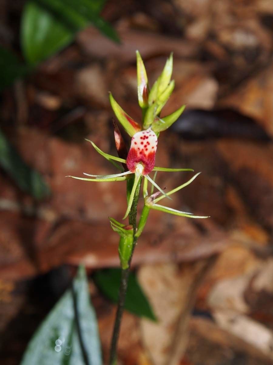 Cryptostylis arachnites flower