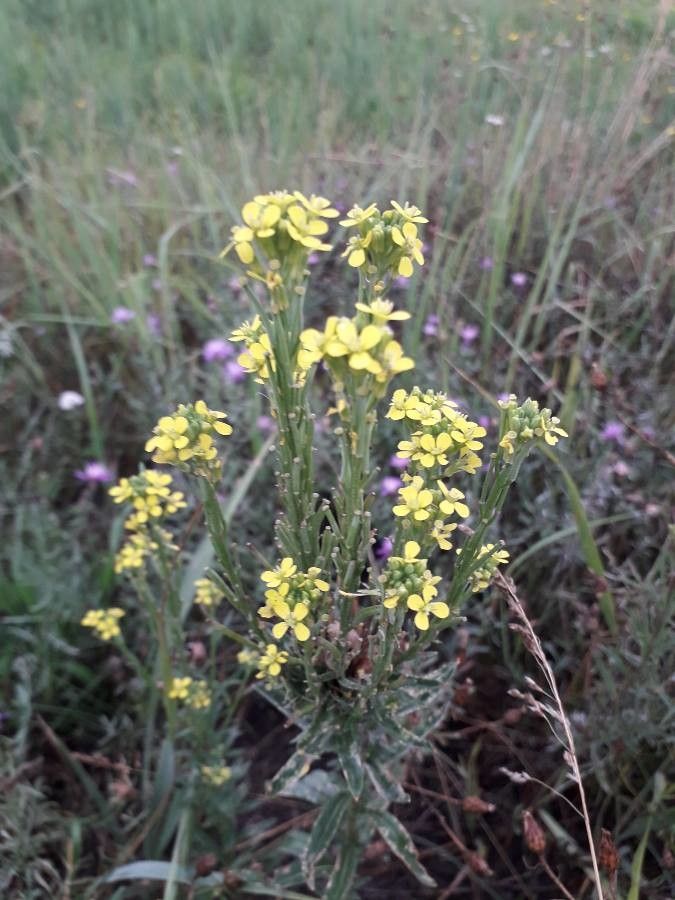 Erysimum hieraciifolium flower