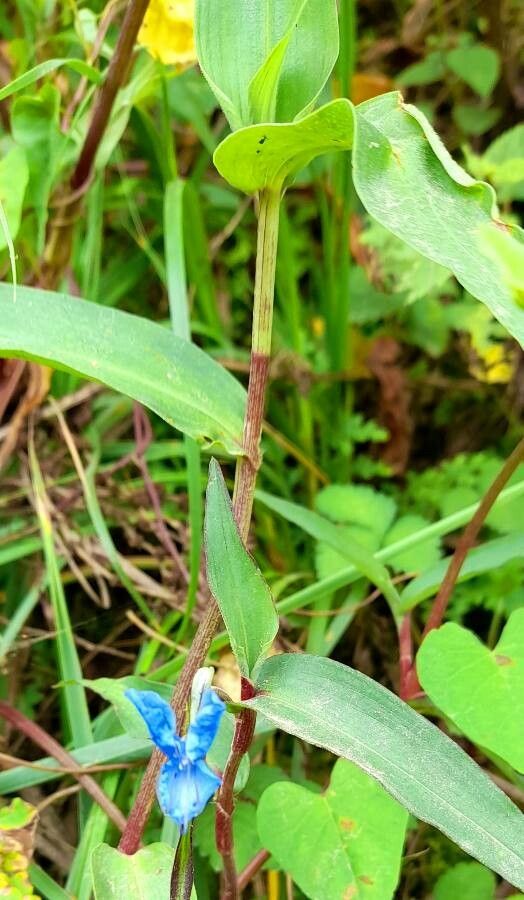 Commelina tuberosa — search result for 'Commelina'