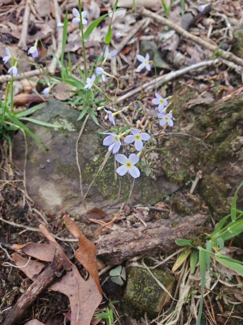 Houstonia caerulea flower