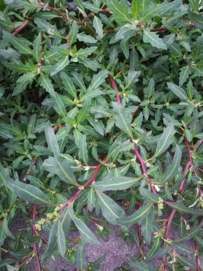 Chenopodium glaucum flower