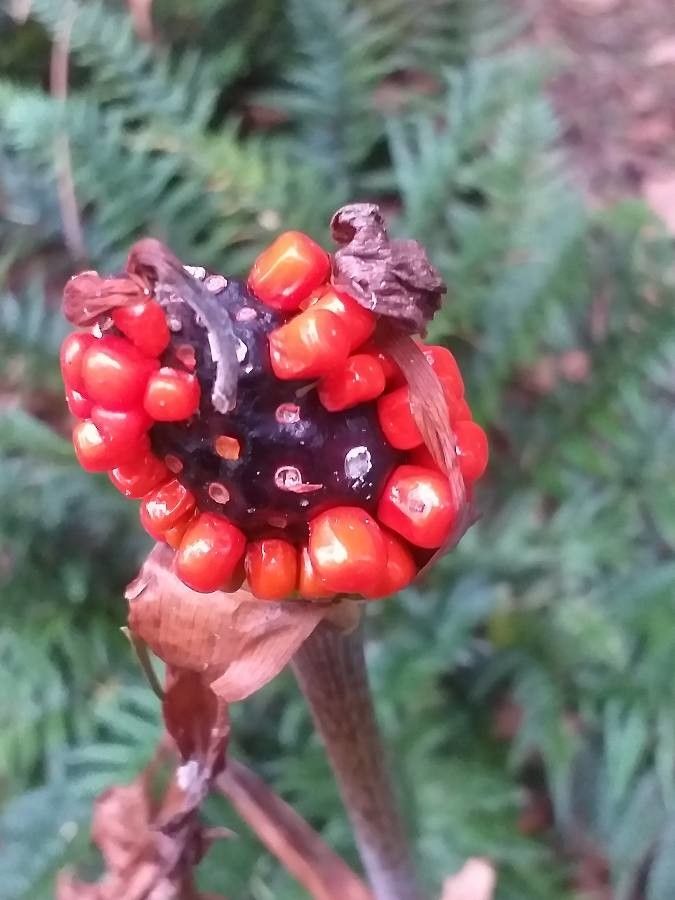 Arisaema serratum fruit