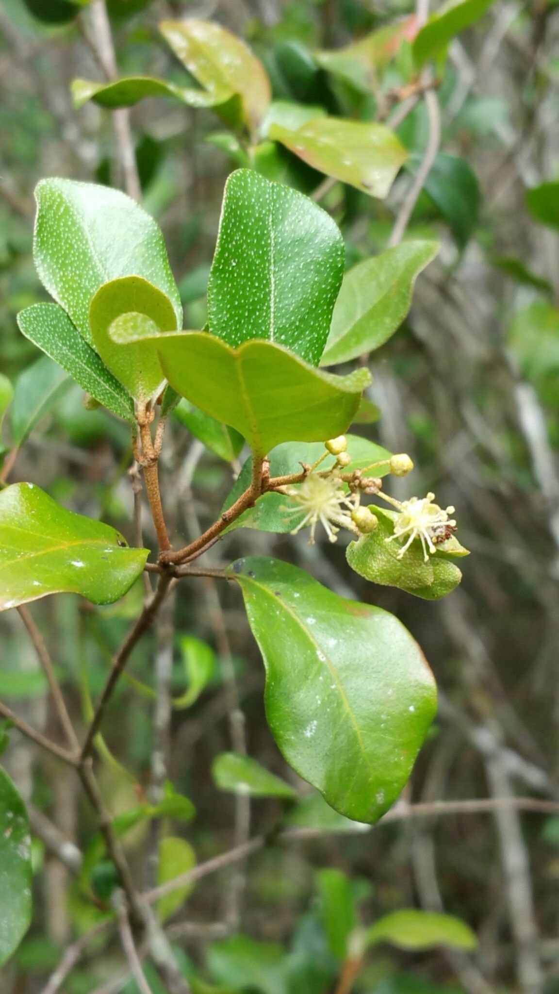 Croton nitidulus habit