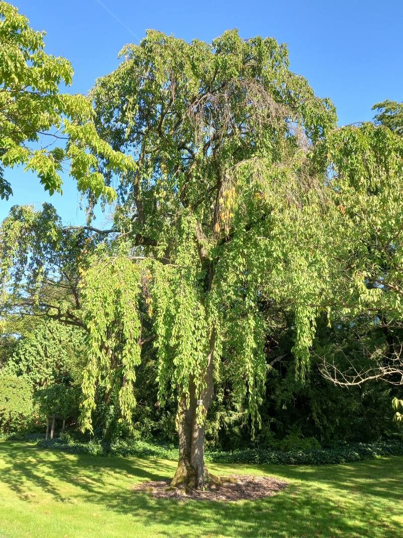 Prunus fenzliana habit