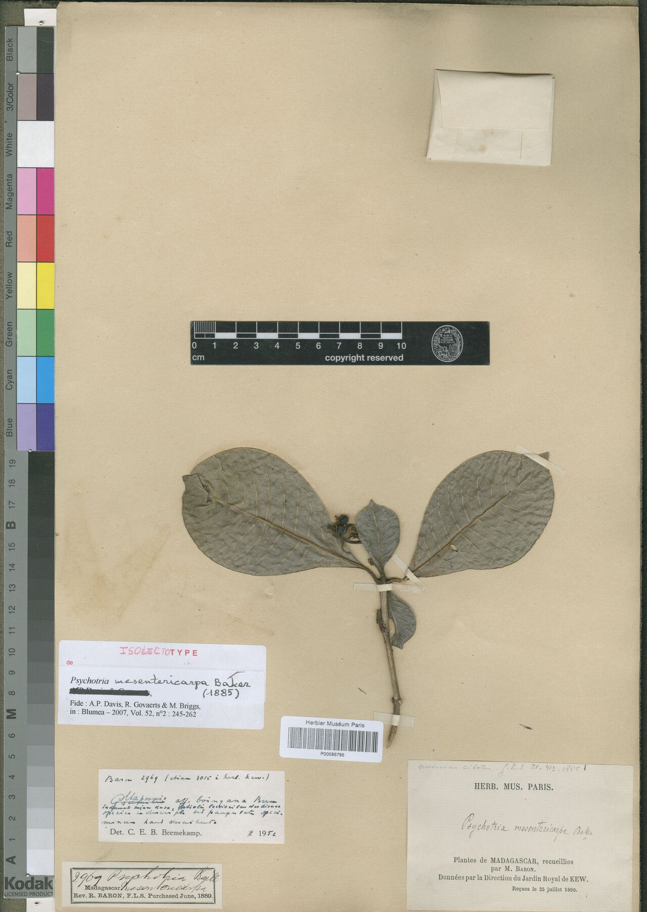 Psychotria mesentericarpa — houseplant care guide