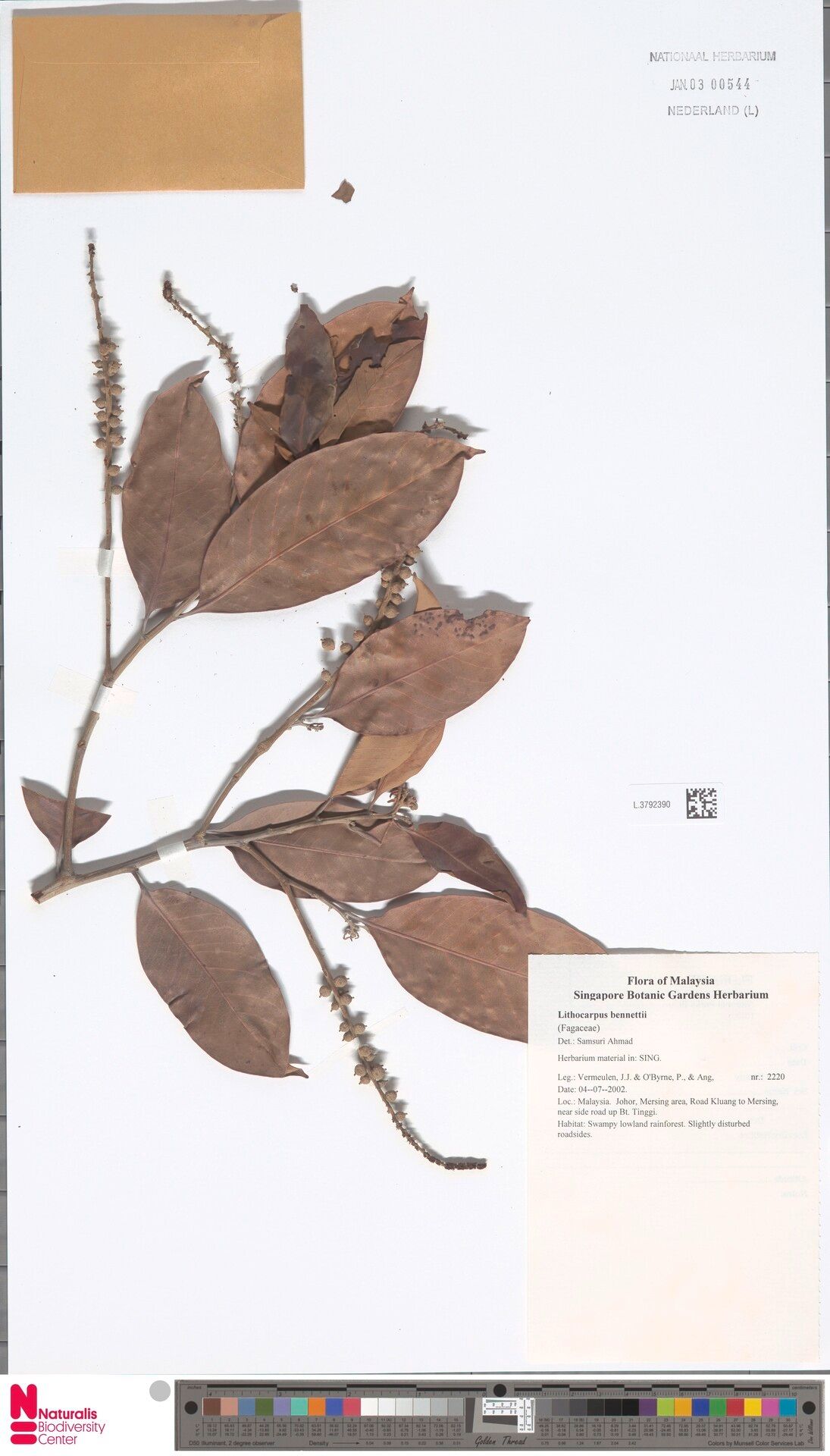 Lithocarpus bennettii — search result for 'Lithocarpus'