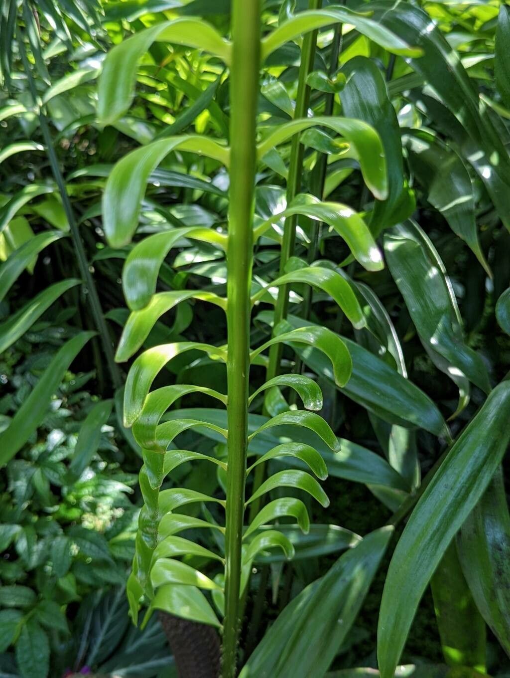 Zamia monticola — houseplant care guide