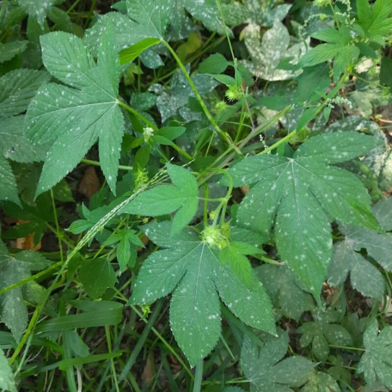 Croton lobatus flower
