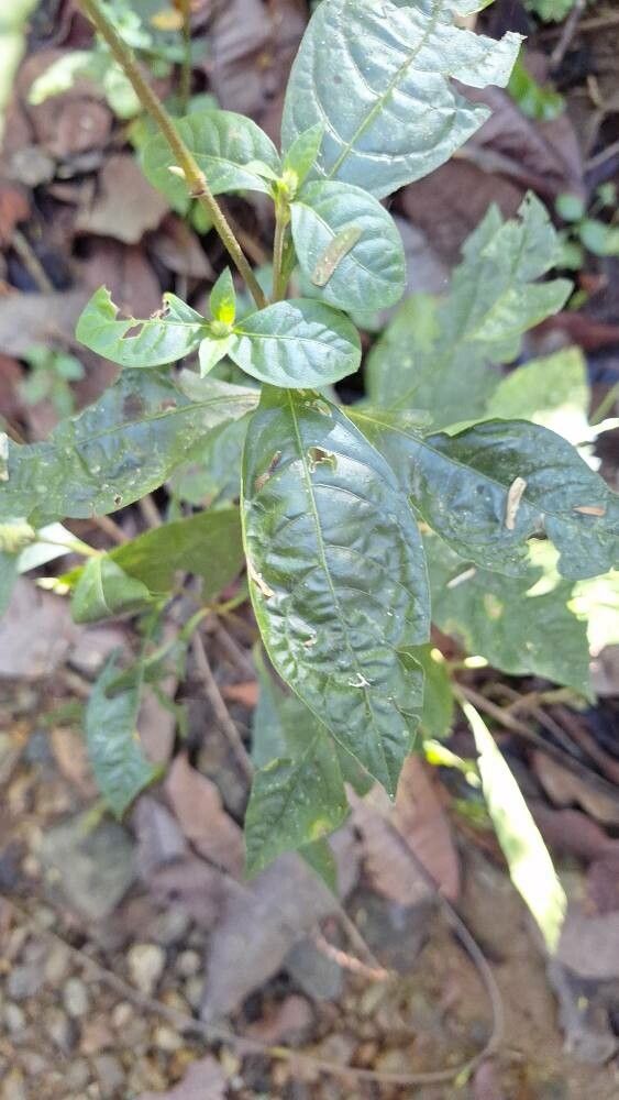 Cyathula achyranthoides — related species from the same genus