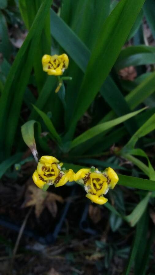 Cipura xanthomelas — related species from the same genus