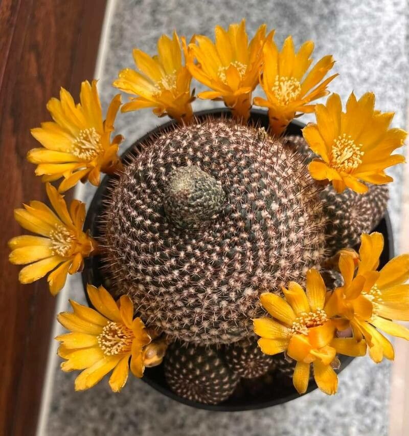 Rebutia arenacea — related species from the same genus