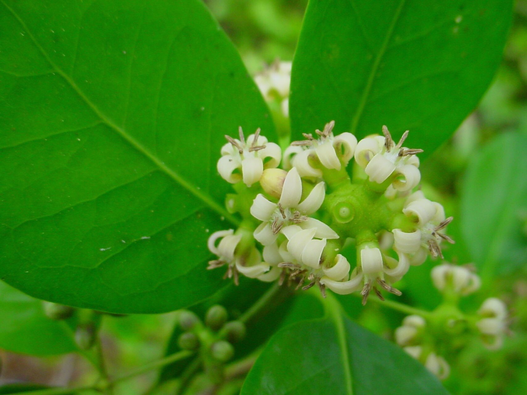 Gynochthodes myrtifolia flower