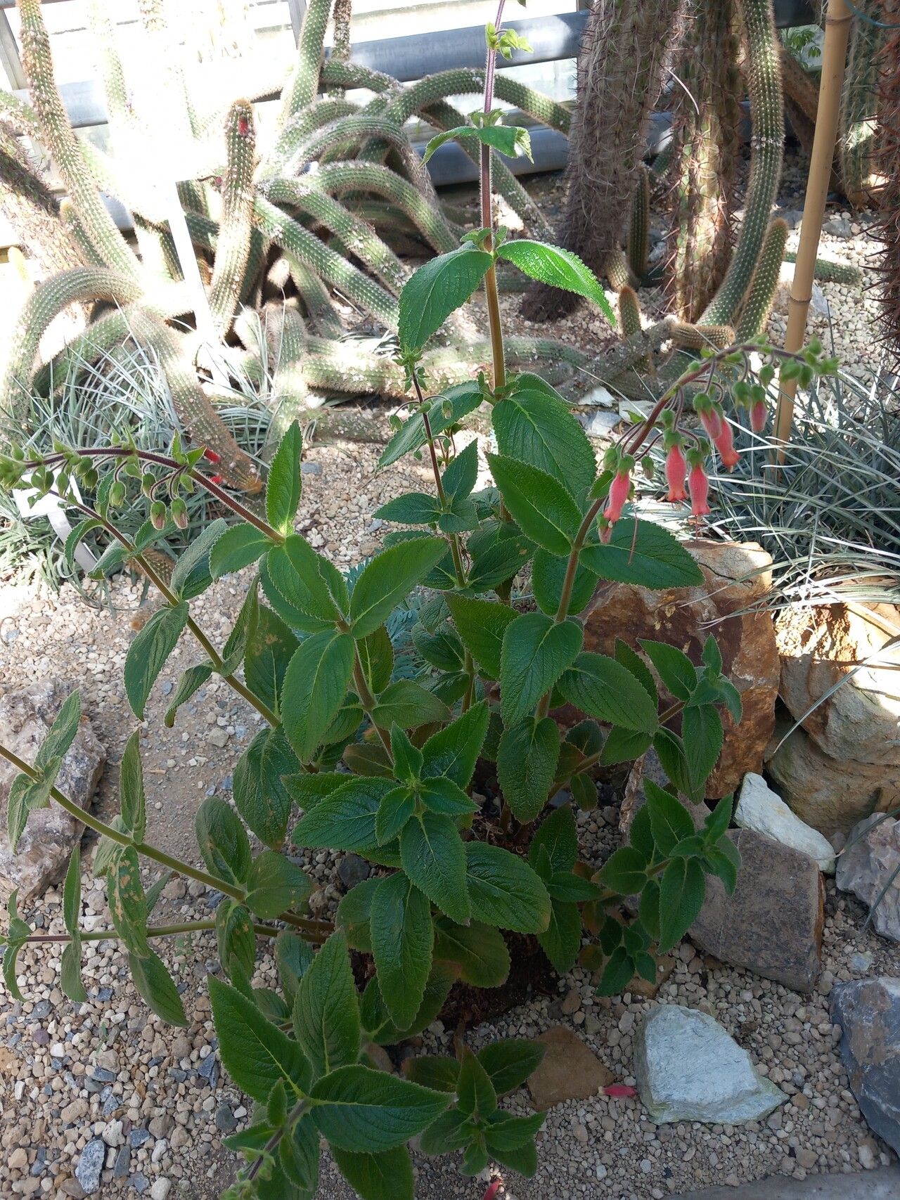 Sinningia sellovii habit