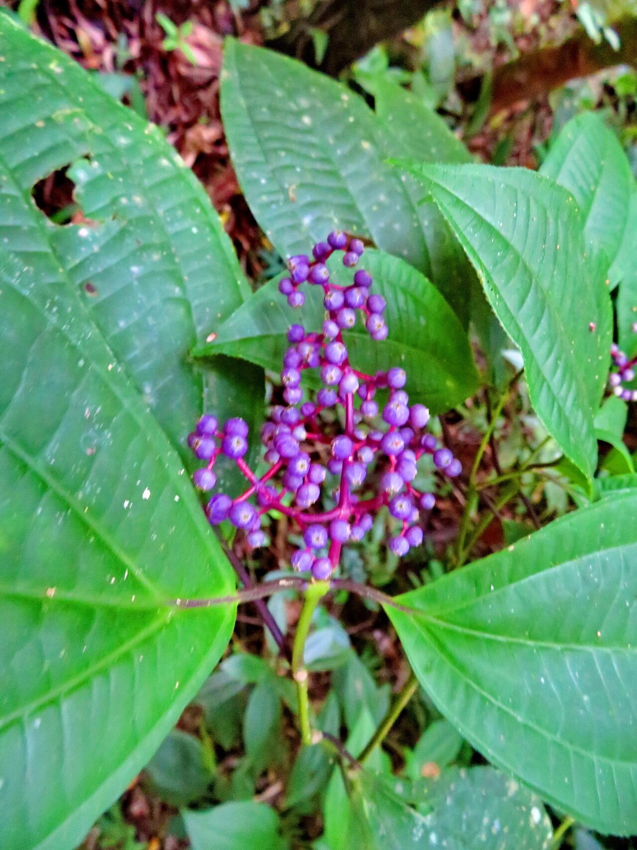Miconia centrodesma fruit