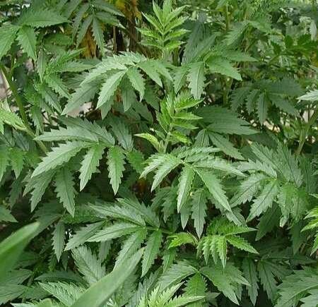 Melianthus elongatus