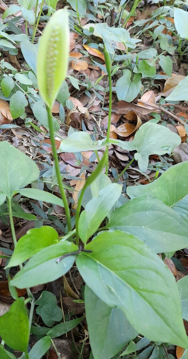 Spathicarpa hastifolia habit