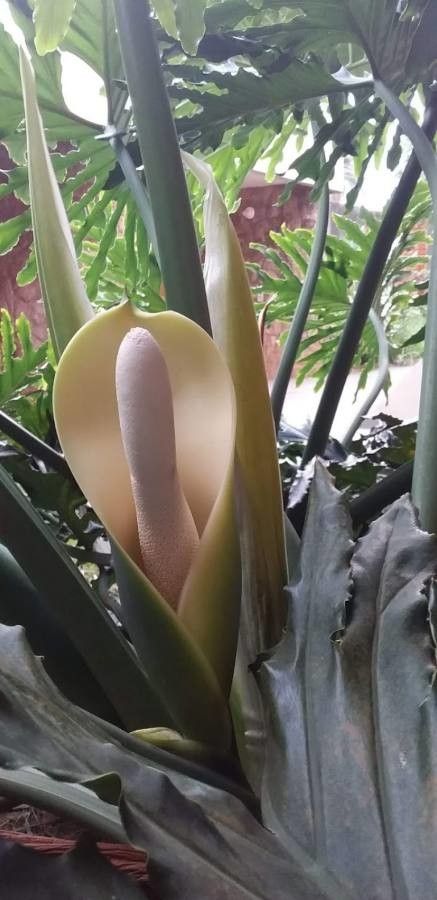 Philodendron radiatum flower