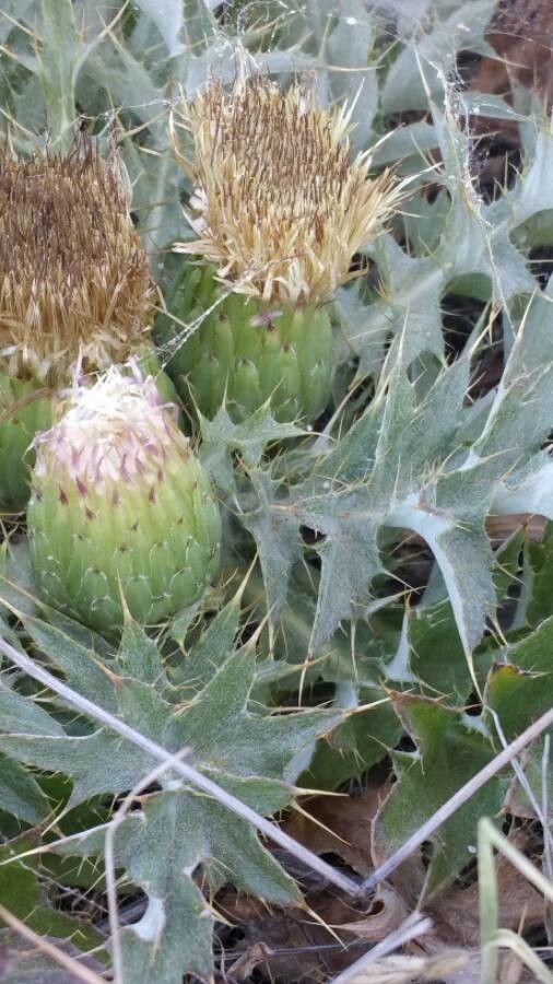 Cirsium foliosum flower