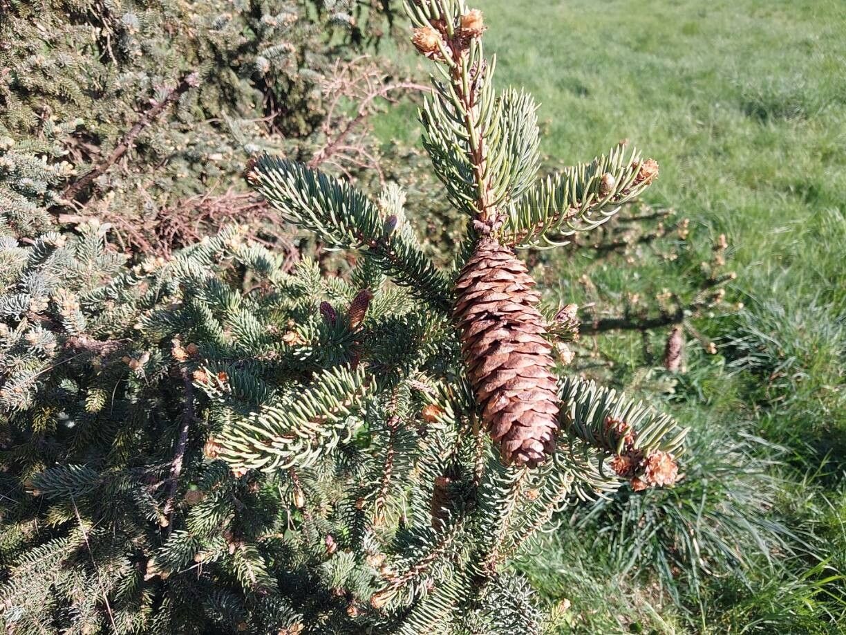 Picea retroflexa other