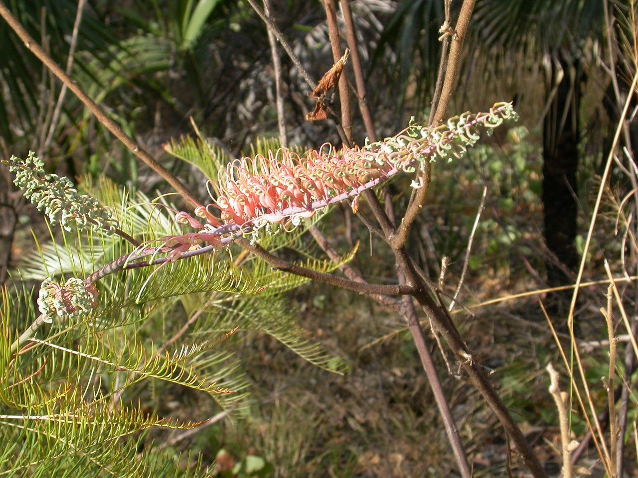 Grevillea formosa flower
