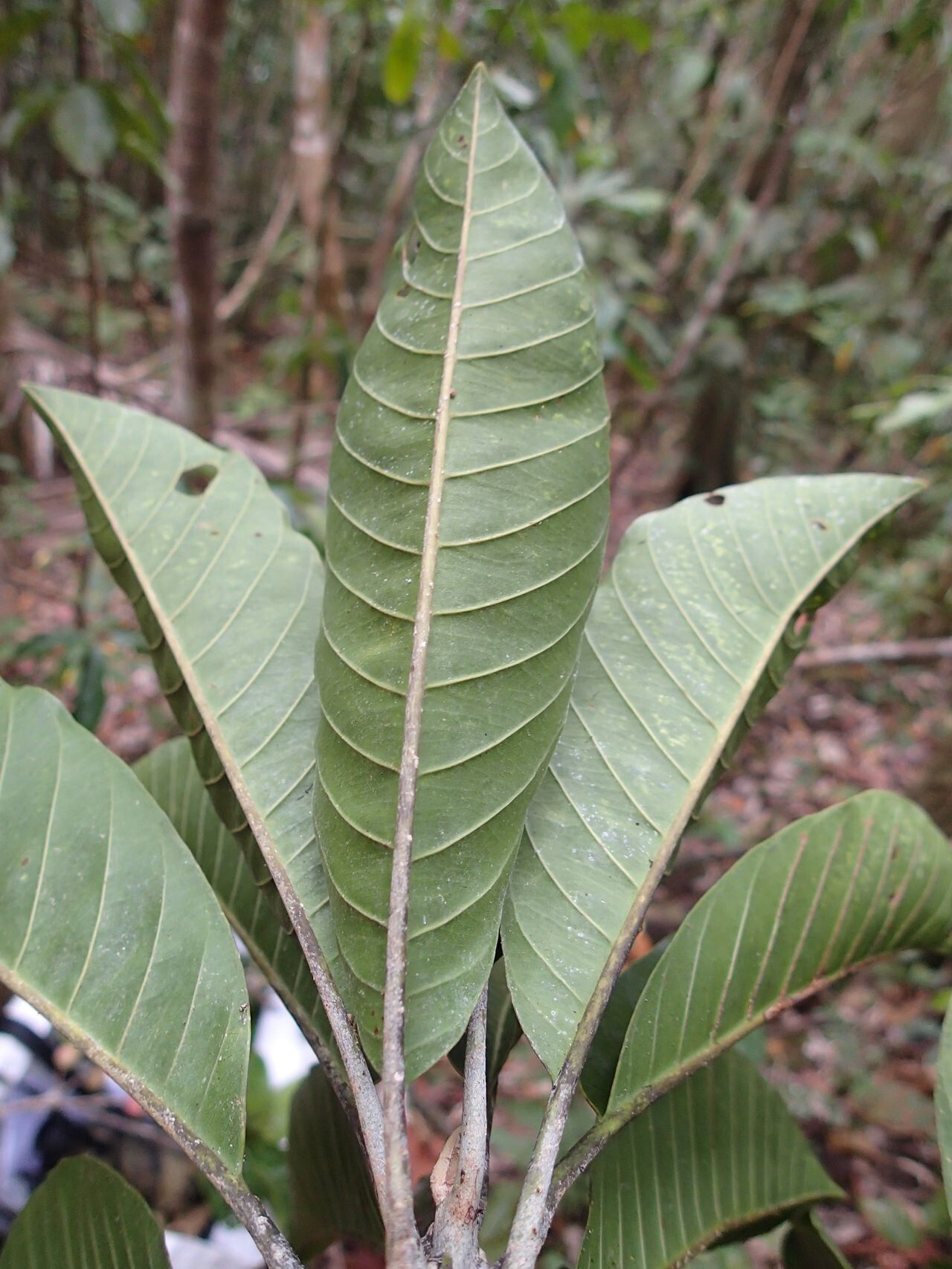 Pycnandra comptonioides leaf