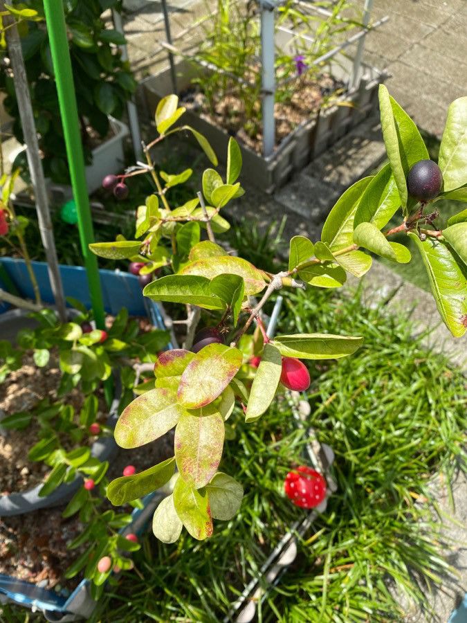 Carissa carandas fruit