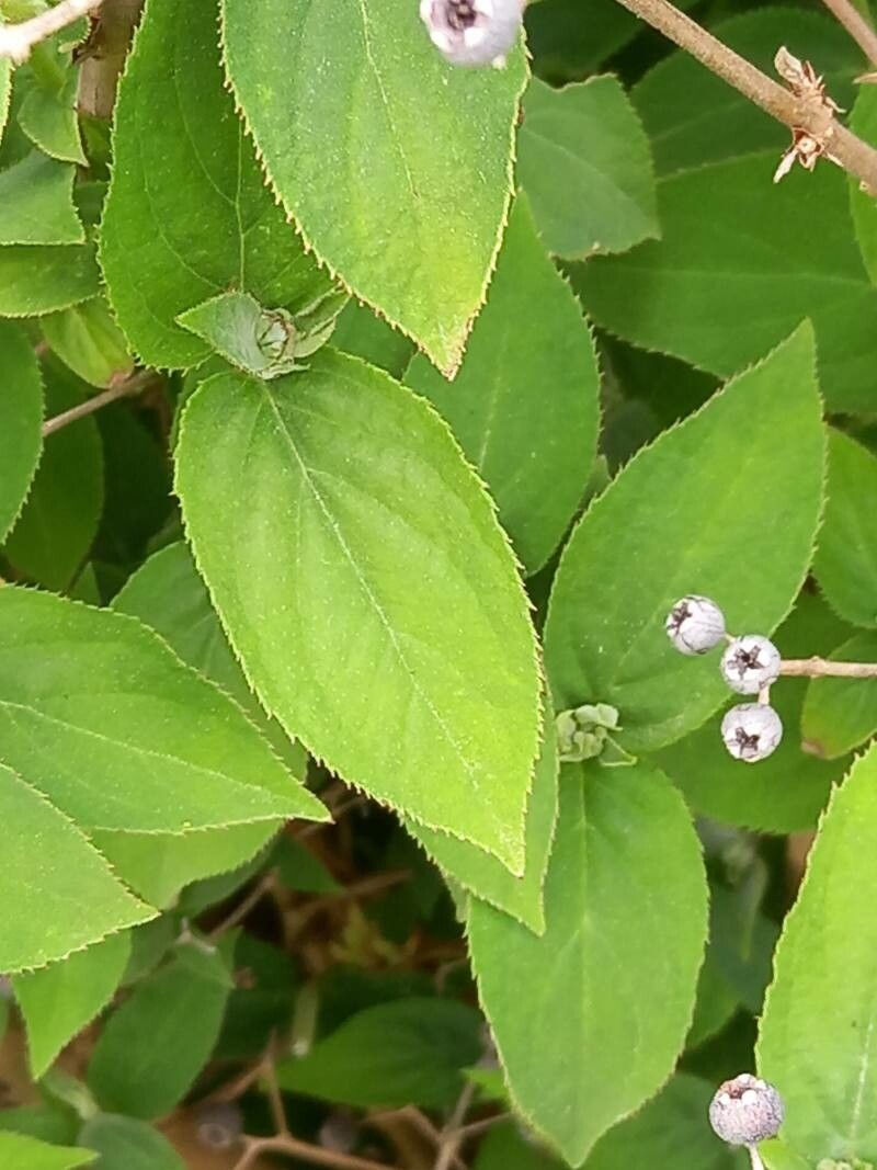 Deutzia setchuenensis — search result for 'Deutzia'