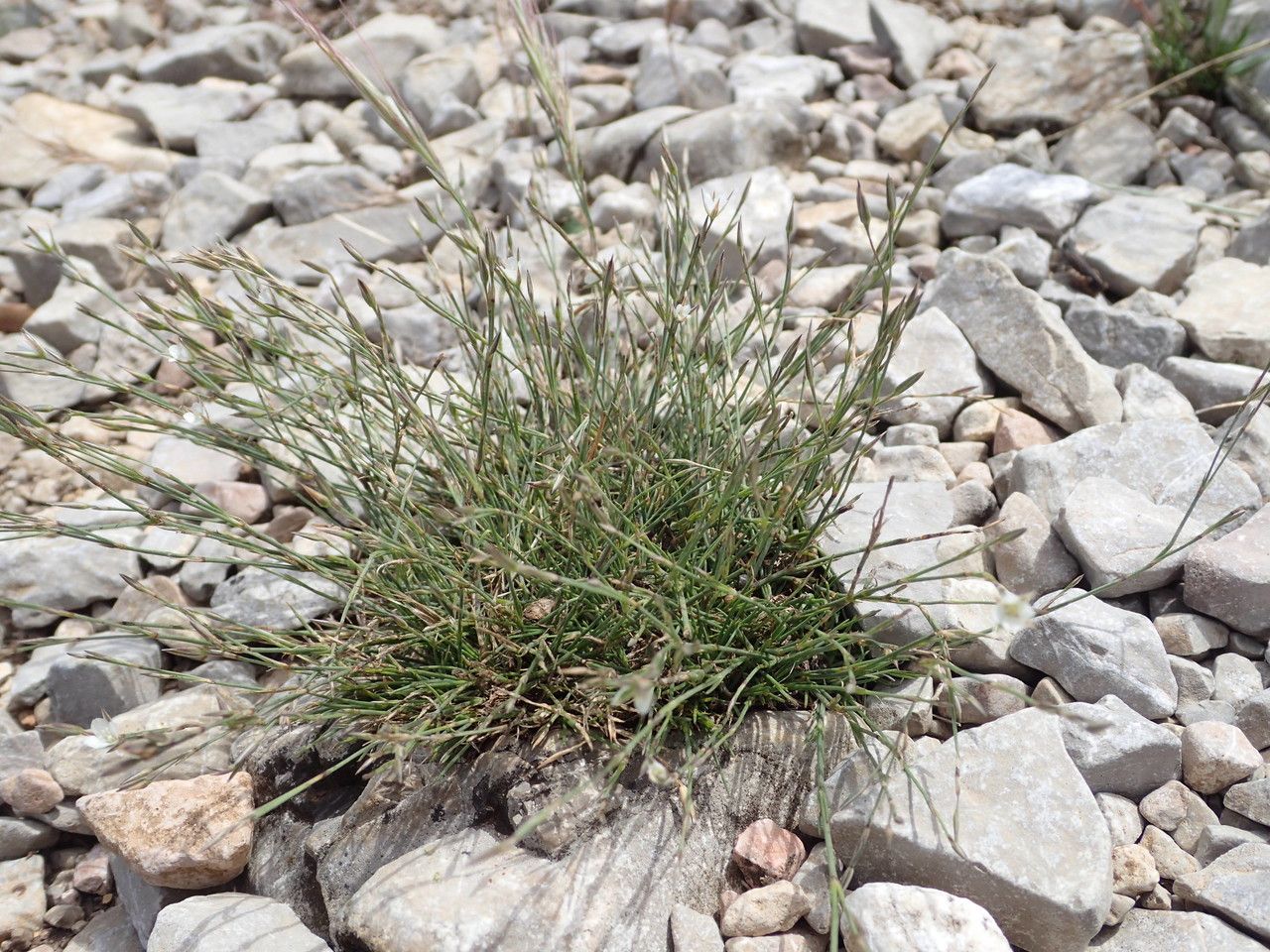 Bufonia perennis habit