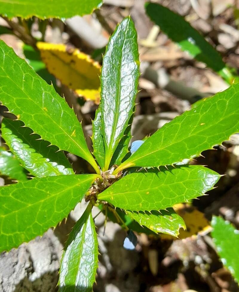 Berberis serratodentata leaf