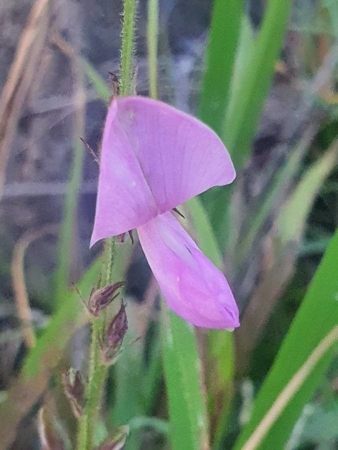 Tephrosia reptans flower
