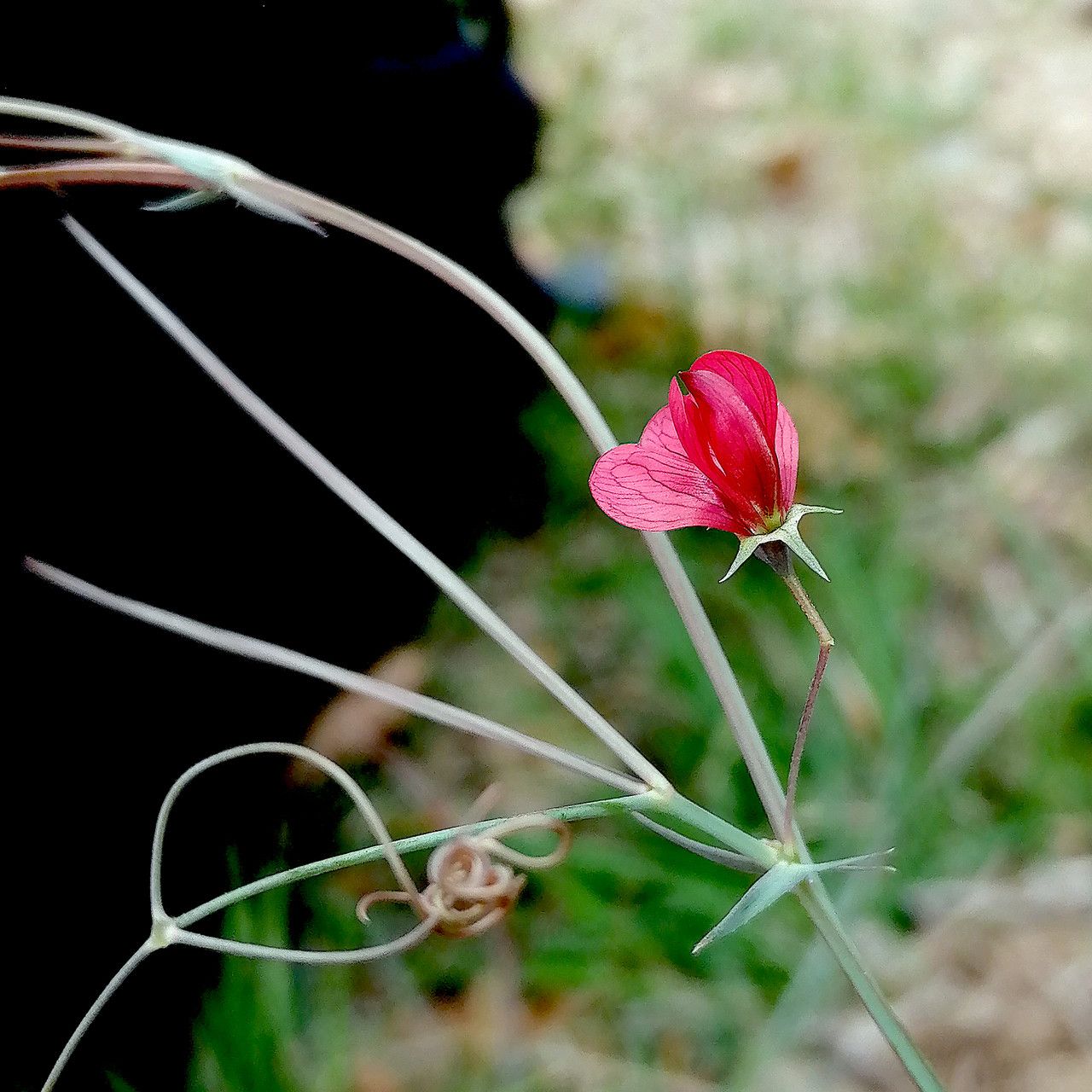 Lathyrus setifolius flower