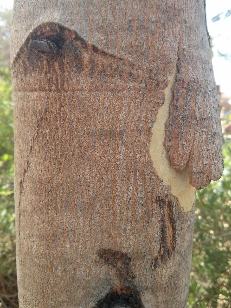Eucalyptus alba bark