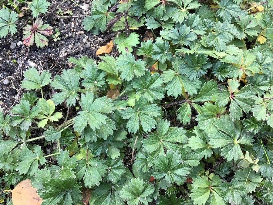 Potentilla neumanniana — search result for 'Potentilla'