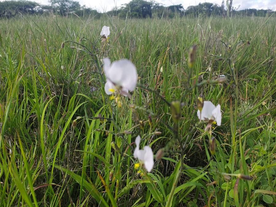 Aneilema hockii habit