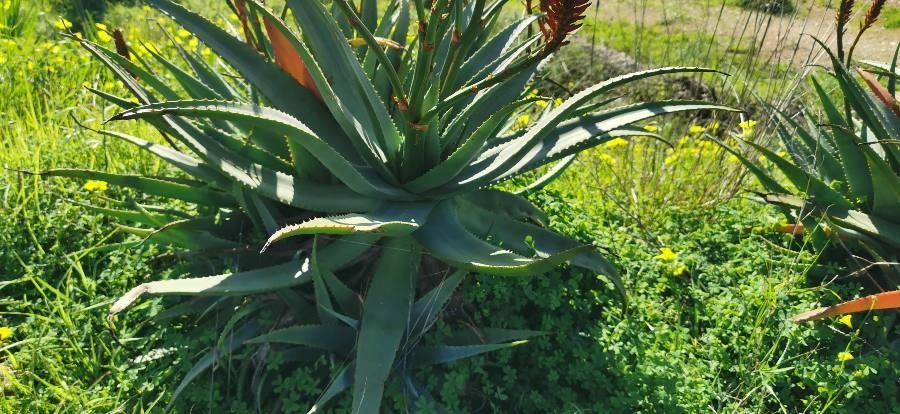 Aloe ferox