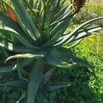Aloe ferox