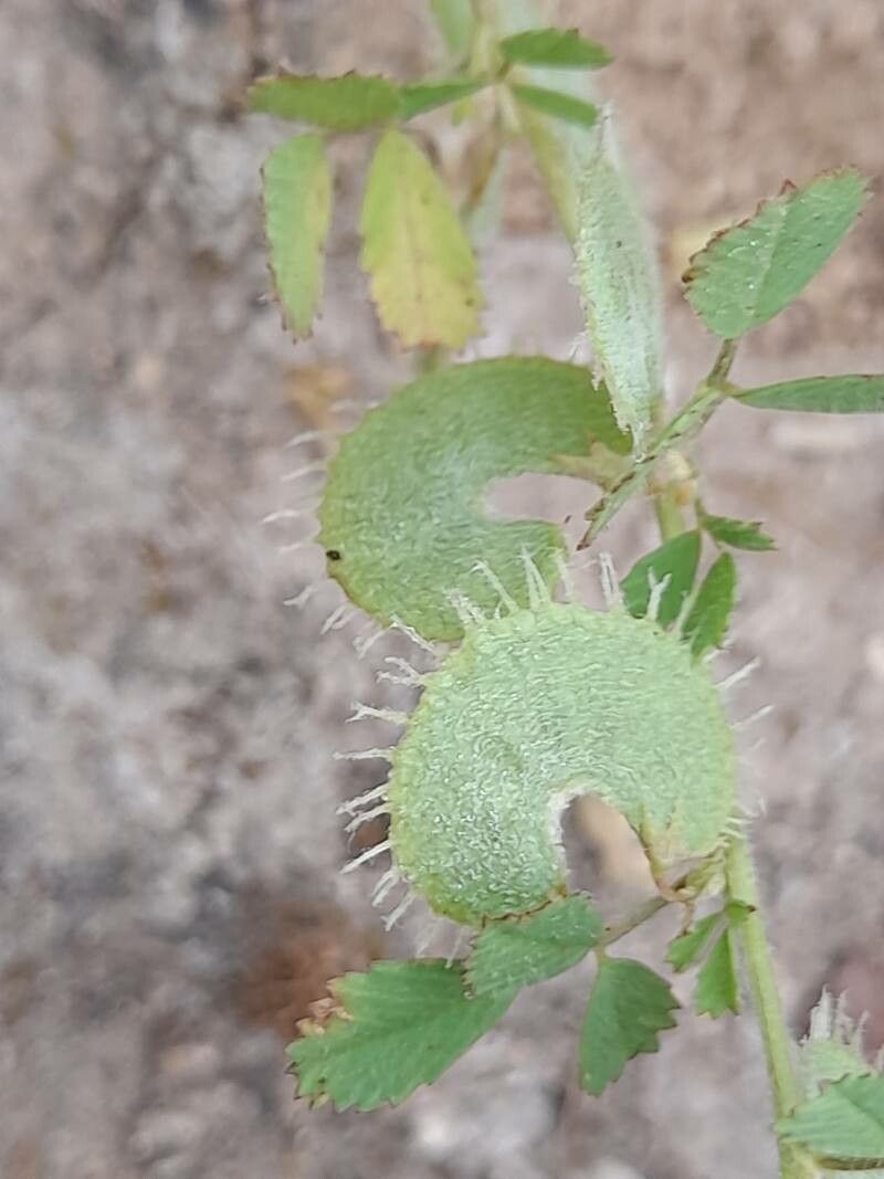 Medicago radiata fruit