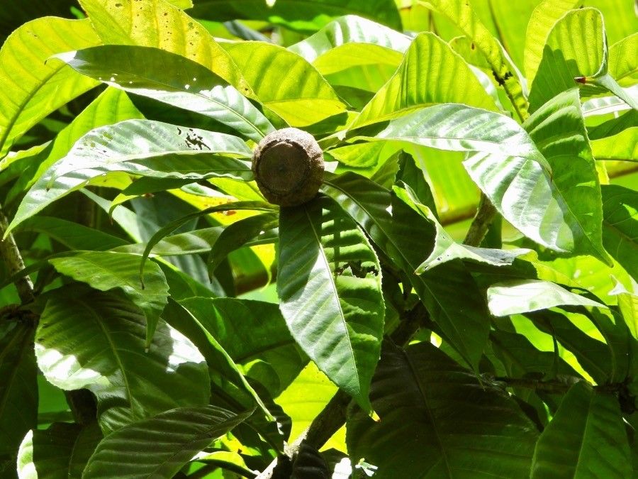 Gardenia oudiepe — search result for 'Gardenia'