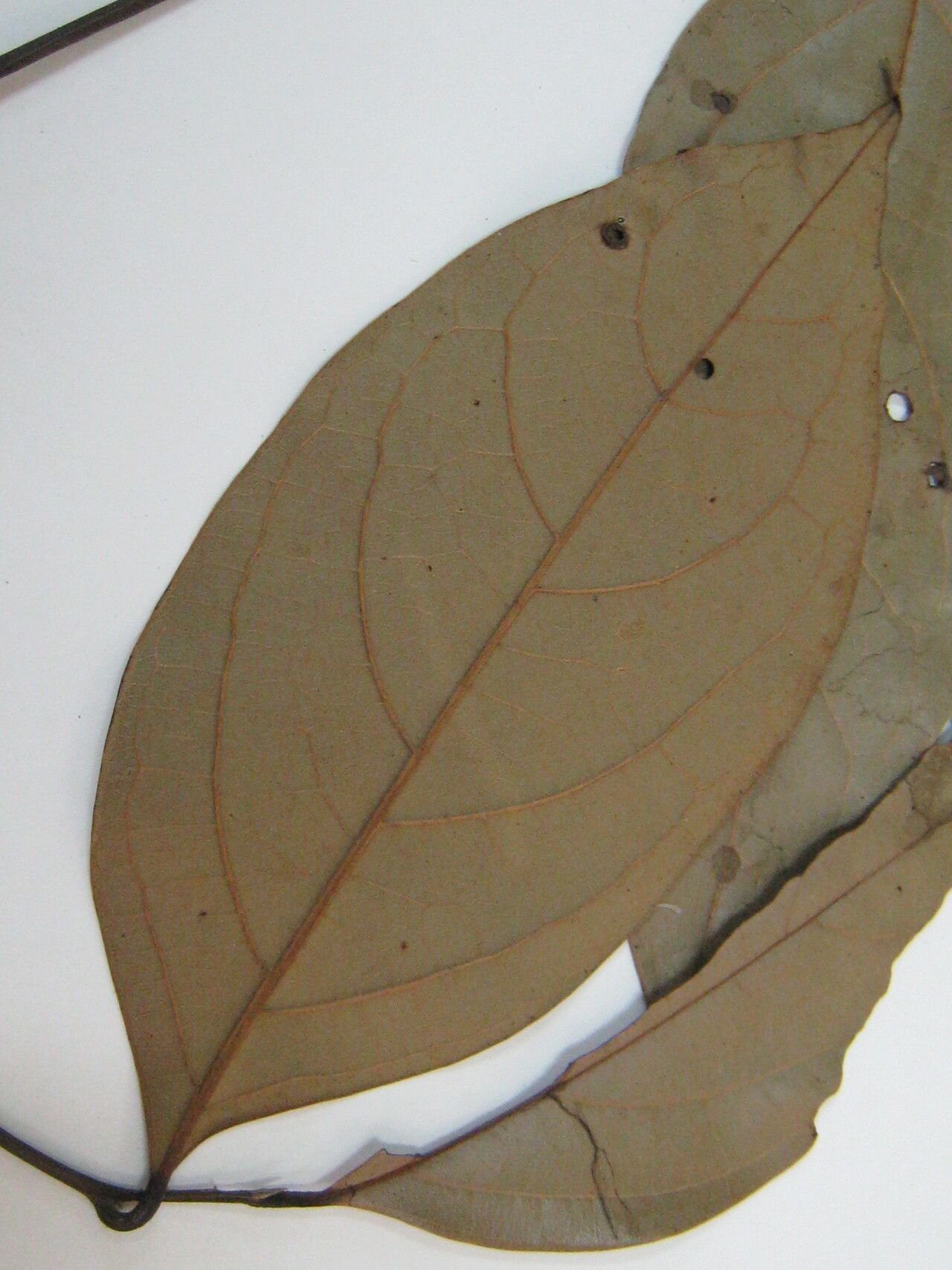 Ocotea subterminalis other