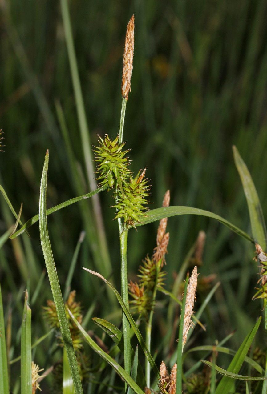 Carex lepidocarpa fruit