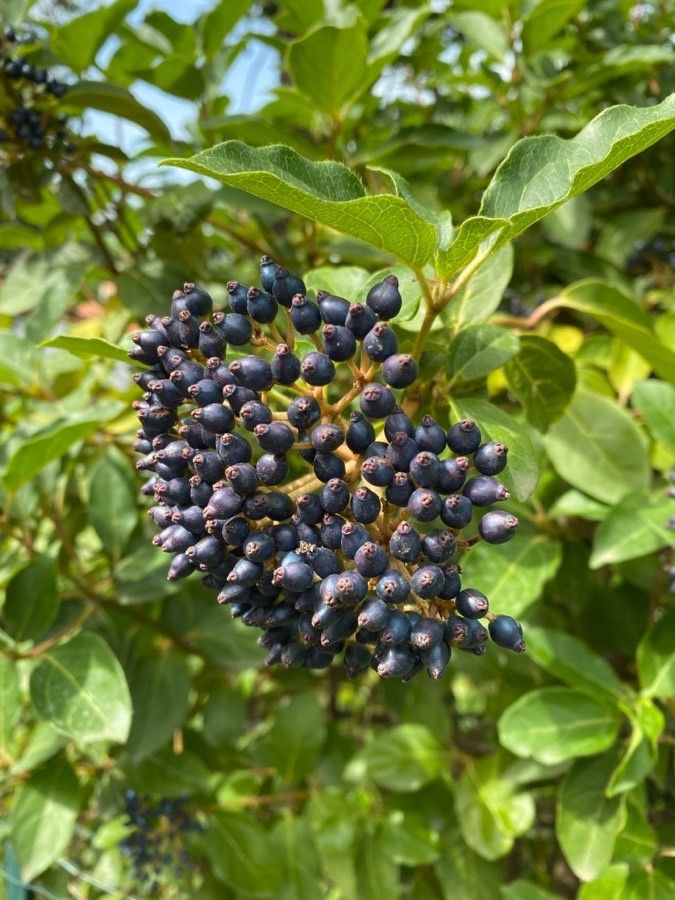 Viburnum rigidum fruit