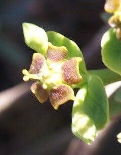 Euphorbia piscatoria flower